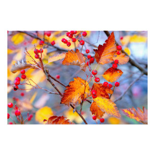 Beautiful hawthorn berries in autumn photo print