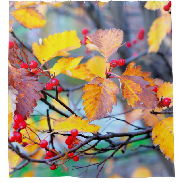 Beautiful hawthorn berries in autumn shower curtain (Front)