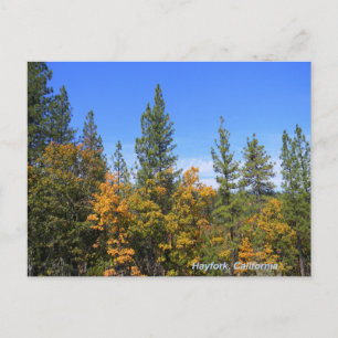 Beautiful Hayfork, California... Postcard