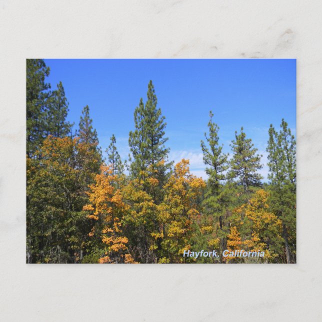 Beautiful Hayfork, California... Postcard (Front)