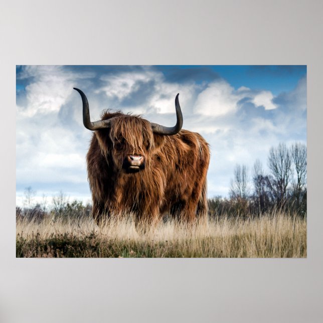 Beautiful Highland Cattle Poster (Front)