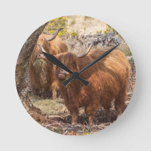 Beautiful Highland farm cows Round Clock