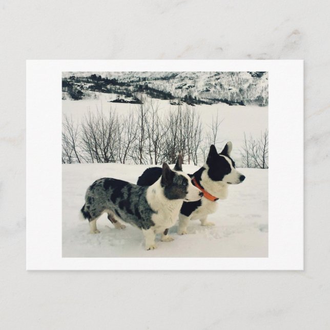 Beautiful Holiday Postcard (Front)