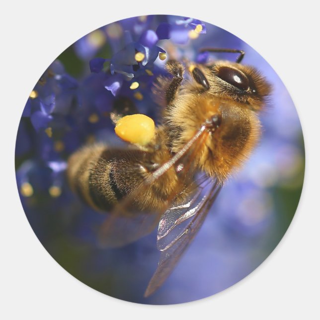 Beautiful Honeybee on the California Lilac Classic Round Sticker (Front)