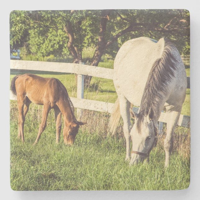 Beautiful Horse and Foal Green Pasture Stone Coaster (Front)