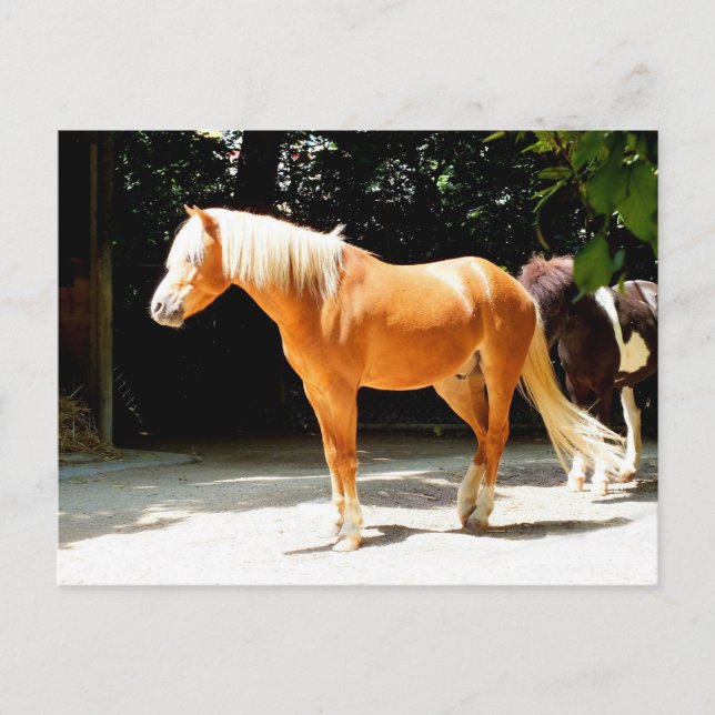Beautiful horse animal postcard (Front)