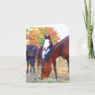 Beautiful Horse Birthday Cards