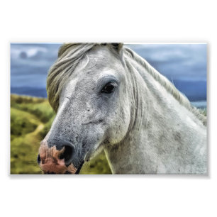 Beautiful Horse Photo Print