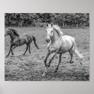 Beautiful Horses B&W Poster