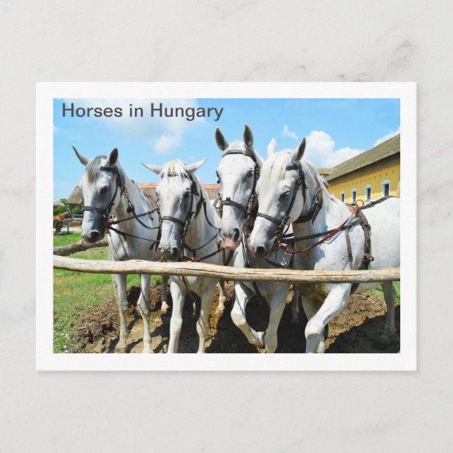 Beautiful horses in Hungary Postcard (Front)