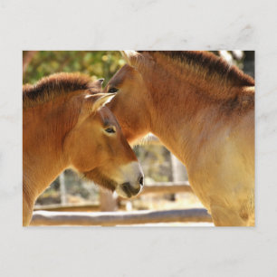 Beautiful Horses Postcard