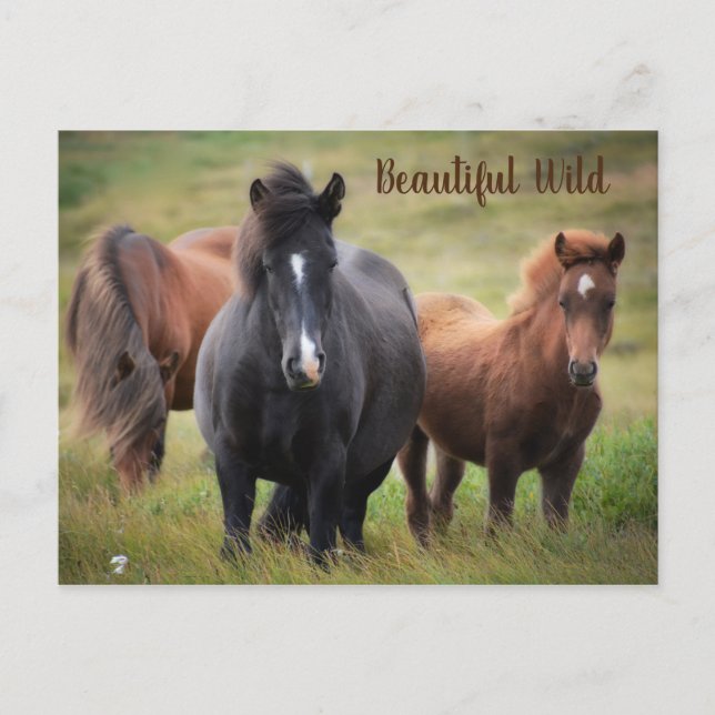 Beautiful Horses Postcard (Front)