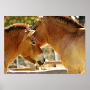 Beautiful Horses Poster