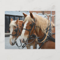 Beautiful Horses with Driving Harness