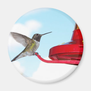 Beautiful Hummingbird and Feeder Magnet