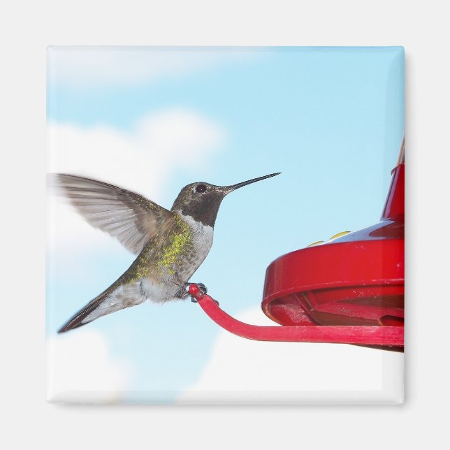 Beautiful Hummingbird and Feeder Square Magnet (Front)