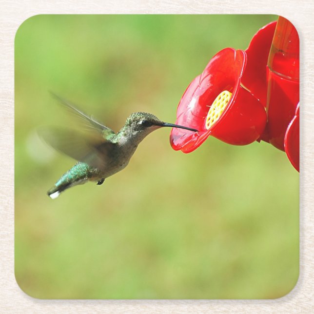 Beautiful Hummingbird Feeding Square Paper Coaster (Front)