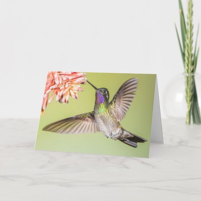 Beautiful Hummingbird Flying to a Flower Sympathy Card (Front)