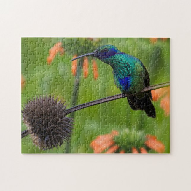 Beautiful Hummingbird Jigsaw Puzzle (Horizontal)