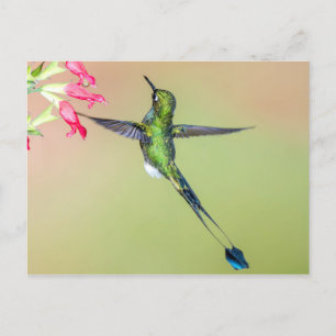 Beautiful Hummingbird with Long Tail Feathers Postcard