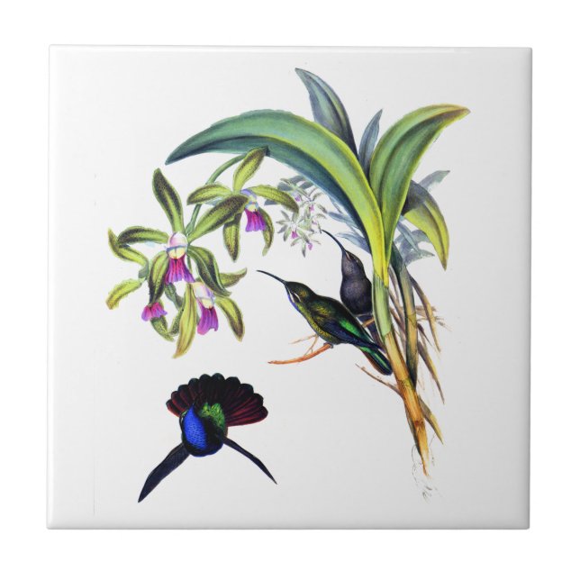 Beautiful Hummingbirds and Purple Orchids Tile (Front)
