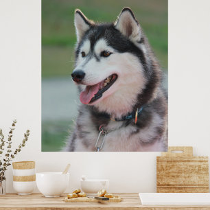 Beautiful Husky Art Print Sled Dog