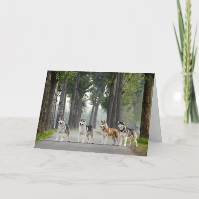 Beautiful Husky Dogs on a Nature Trail Card (Front)