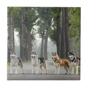 Beautiful Husky Dogs on a Nature Trail Ceramic Tile