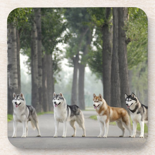 Beautiful Husky Dogs on a Nature Trail Coaster (Front)