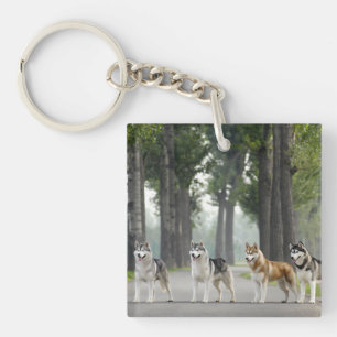 Beautiful Husky Dogs on a Nature Trail Key Ring