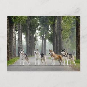 Beautiful Husky Dogs on a Nature Trail Postcard