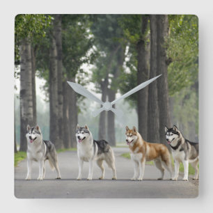 Beautiful Husky Dogs on a Nature Trail Square Wall Clock
