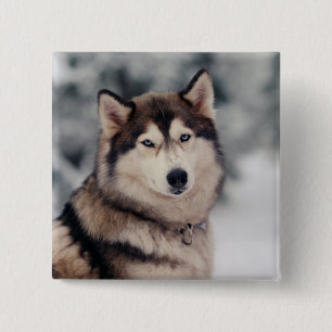 Beautiful Husky in the Outdoors 15 Cm Square Badge