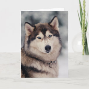 Beautiful Husky in the Outdoors Card