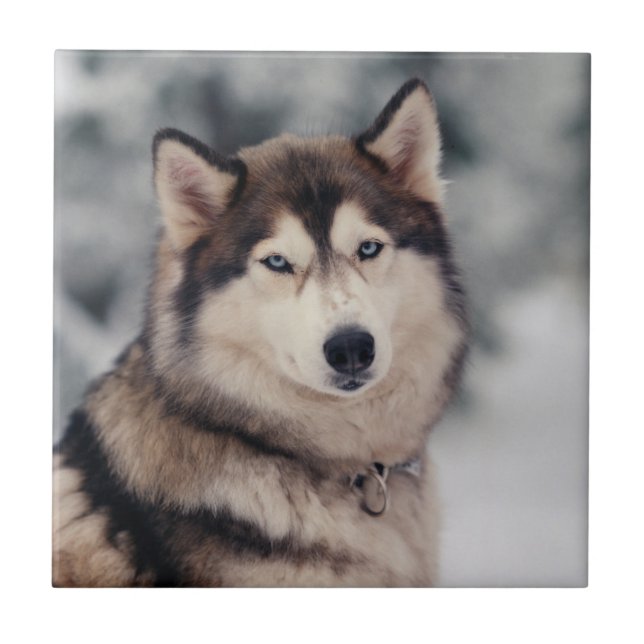 Beautiful Husky in the Outdoors Ceramic Tile (Front)