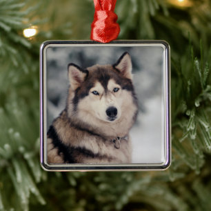 Beautiful Husky in the Outdoors Metal Ornament