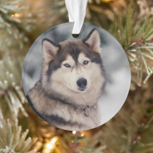 Beautiful Husky in the Outdoors Ornament