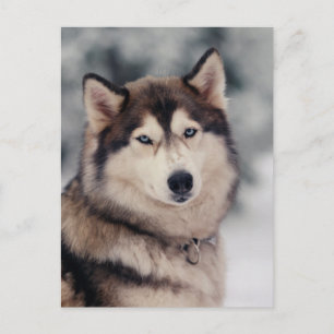 Beautiful Husky in the Outdoors Postcard