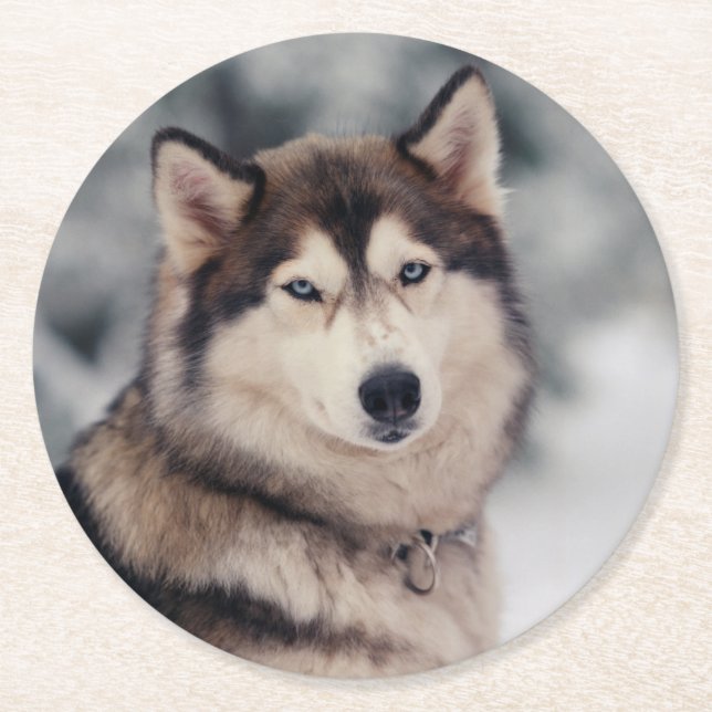 Beautiful Husky in the Outdoors Round Paper Coaster (Front)