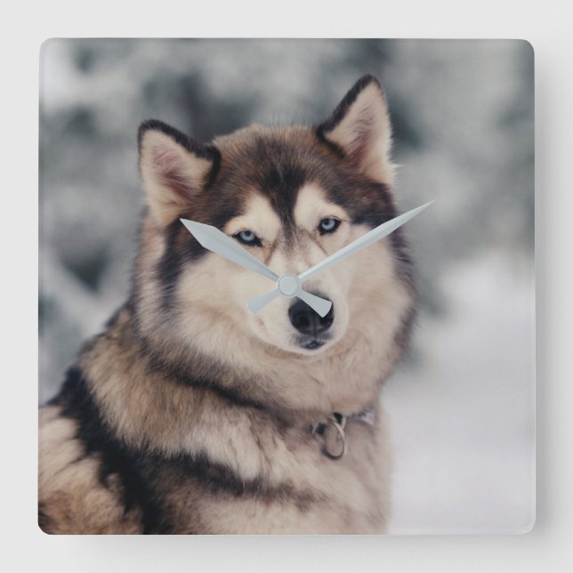 Beautiful Husky in the Outdoors Square Wall Clock (Front)