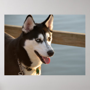 Beautiful Husky Photography Sled Dog  Poster