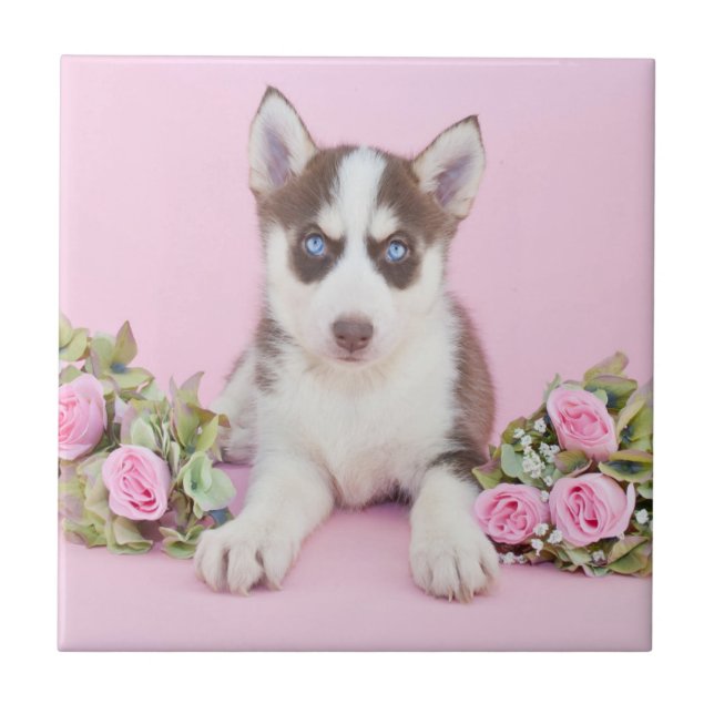 Beautiful Husky Puppy with Pink Roses Ceramic Tile (Front)