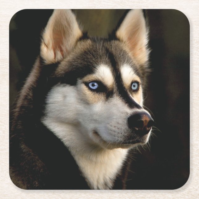Beautiful Husky Throw Pillow Square Paper Coaster (Front)