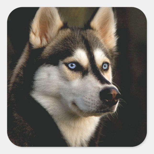 Beautiful Husky Throw Pillow Square Sticker (Front)