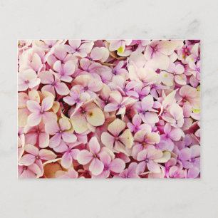 Beautiful Hydrangea Flowers Postcard