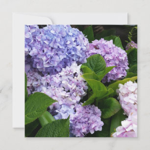 Beautiful Hydrangeas Note Card