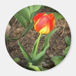 Beautiful in Spring ...... Magnet