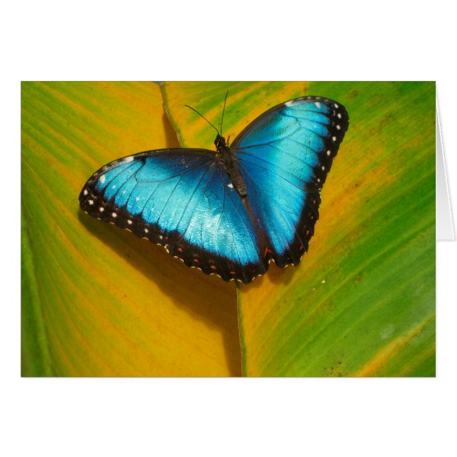 Beautiful Iridescent Butterfly (Front Horizontal)