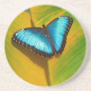 Beautiful Iridescent Butterfly Coaster