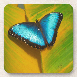 Beautiful Iridescent Butterfly Coaster